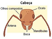 Ilustração da cabeça de uma formiga indicando suas principais partes.