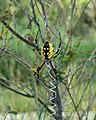 Yellow Garden Spider (Argiope aurantia)