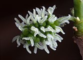 Inflorescencia de flores femeninas en la mora, Morus nigra.