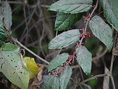 Cissus javana DC. (16283312611).jpg