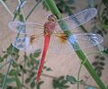 Cloudwing, India