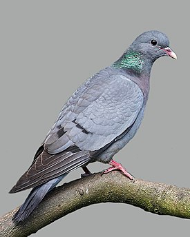 Клинтух (Columba oenas)