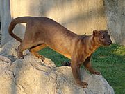 Fossa