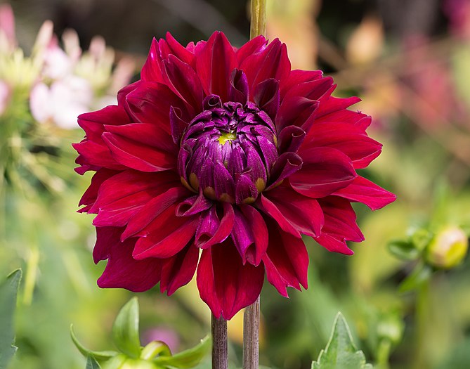 Dahlia cultivar