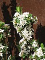 Lýkovec Burkwoodův (Daphne × burkwoodii)