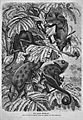 Die Gartenlaube (1869) b 133.jpg Eine Familie Chamäleons. Nach der Natur im Berliner Aquarium gezeichnet von Emil Schmidt (S)
