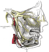 Distribution of the maxillary and mandibular nerves, and the submaxillary ganglion.png