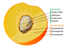 Drupe fruit diagram-ru.svg