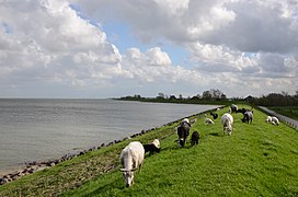 Markermeer dike near Scharwoude