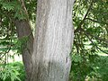 Eastern Arborvitae (Thuja occidentalis) bark and foliage