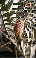Piktasis galvonis (Encephalartos horridus)