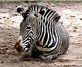 * Nomination Grévy's Zebra. --Quartl 09:17, 4 August 2010 (UTC) * Promotion Looks good. Jafeluv 09:43, 4 August 2010 (UTC)