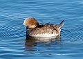 Image 51Female hooded merganser resting on the Central Park Reservoir