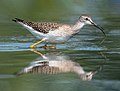 Image 23Lesser yellowlegs at the Jamaica Bay Wildlife Refuge