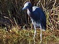 Little Blue Heron