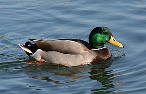 Male Mallard Duck