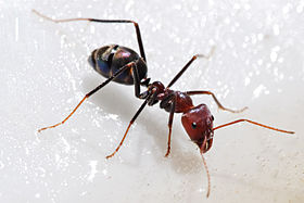 Formiga (Iridomyrmex purpureus).