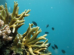 Millepora tenella en isla Lizard