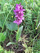 Orchis sp.