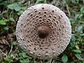 34 Parasol oder Riesenschirmpilz, Macrolepiota procera 3.JPG/2 uploaded by Böhringer, nominated by ArionEstar