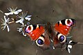 6 Peacock butterfly (inachis io) uploaded by Charlesjsharp, nominated by Arctic Kangaroo