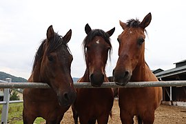 Photographie de trois chevaux vus de face montrant leurs têtes.