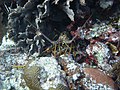 Spiny lobster (Palinuridae)