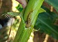 Spodoptera frugiperda in stalk of Zea mays