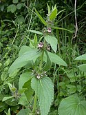 Limestone woundwort