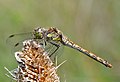 * Nomination Common Darter. --Quartl 09:24, 14 August 2010 (UTC) * Promotion --ComputerHotline 09:51, 14 August 2010 (UTC)