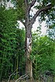 Trunk damage caused by major limb loss to storm, Antella, Italy.