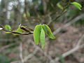 Vaccinium parvifolium