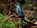 Verditer Flycatcher Female