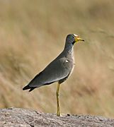 Wattled Plover Mara edit3