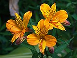 Guías de néctar en Alstroemeria (Alstroemeriaceae).