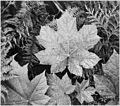 In Glacier National Park (1942)