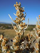 Artemisia cana (5018427122).jpg