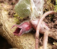 Asarum europaeum Type species