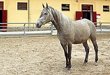 Cheval gris-blanc devant un bâtiment.