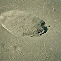 Lunar crater Autolycus