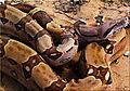 Közönséges óriáskígyó