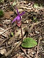 Calypso bulbosa