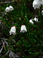 Cassiope mertensiana