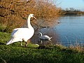 Charlton's Pond