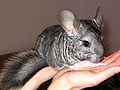 Domestic Chinchilla (as pet or fur provider) : article + category.