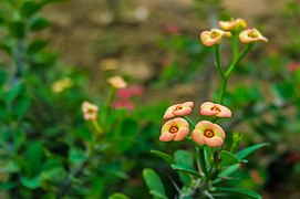 Crown of Thorns Flower (9110387556).jpg