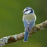 Mésange bleue