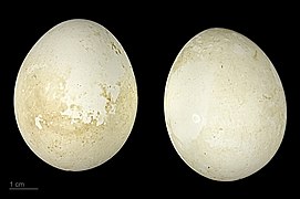 Dendrocygna arcuata MHNT.ZOO.2010.11.34.5.jpg