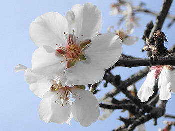 Prunus dulcis