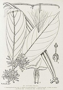 Funtumia africana (heterosynonym: Funtumia latifolia)